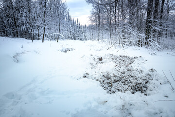 Wildschwein Schäden im Winter Wald