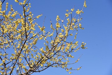 Wintersweet (Japanese allspice) flowers / Calycanthaceae deciduous tree.