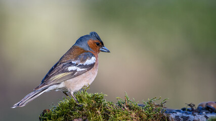 Common Chaffinch male sits on a stump in moss