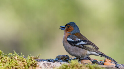 Common Chaffinch male sits on a stump in moss