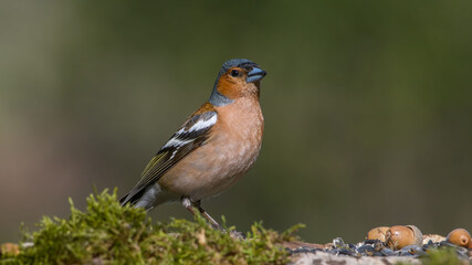 Common Chaffinch male sits on a stump in moss