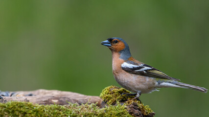 Common Chaffinch male sits on a stump in moss