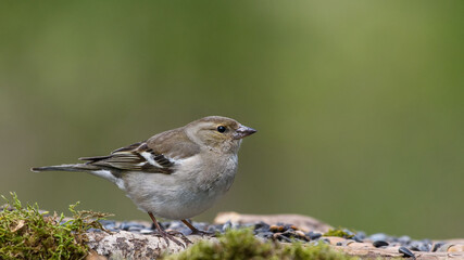Common Chaffinch male sits on a stump in moss