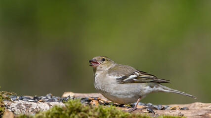 Common Chaffinch male sits on a stump in moss