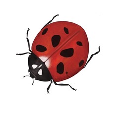 Ladybug