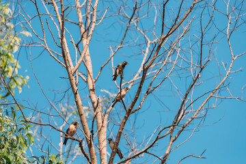 Goa, India. Rosy Starling Birds Sitting On Branches Of Tree On Backgroung Of Blue Sky