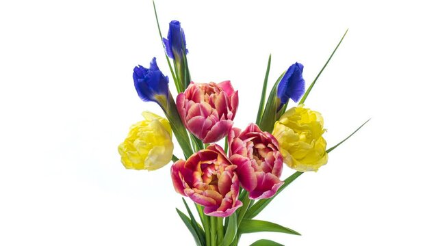 Beautiful bouquet of pink tulips.Timelapse of blooming flowers in bouquet of pink tulips on a white background, close-up. Holiday bouquet. Wedding backdrop, Valentine's Day concept.