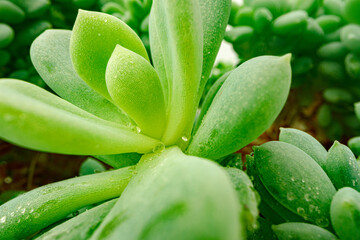 Background of succulent plant texture close up