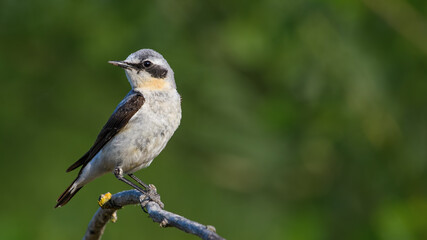 European Wheatear on the stick