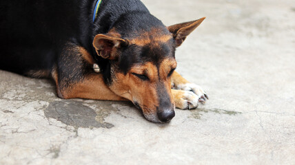 Rottweiler breed mixed with Labrador dog is laying down and sleeping on cement concrete floor. Rest time from playing and running. Animal wildlife dog person concept, selective focus has copy space.
