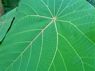 green leaf texture naturally