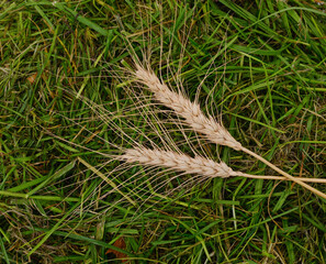 Two ears of wheat on a pile of grass.