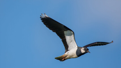 Northern Lapwing in flight against the sky