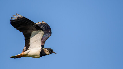 Northern Lapwing in flight against the sky