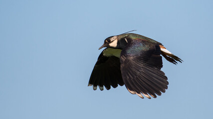 Northern Lapwing in flight against the sky