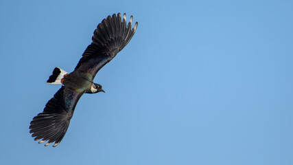 Northern Lapwing in flight against the sky