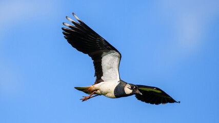 Northern Lapwing in flight against the sky