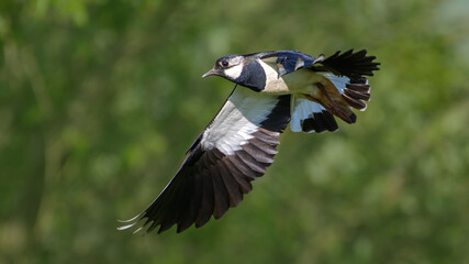 Northern Lapwing in flight against the sky