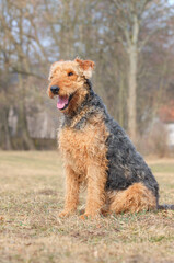 Airedale Terrier laughs happily