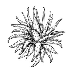 Aloe vera vector illustration. Hand drawn outline black and white succulent medicinal herb. Vintage botanical drawing for cosmetics, package, decoration, banner.