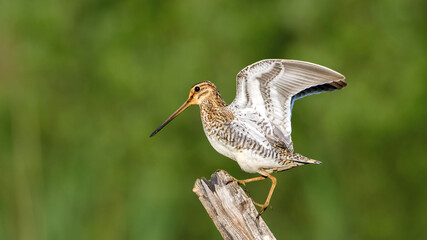 Common Snipe sit on the stump