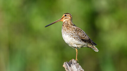 Common Snipe sit on the stump
