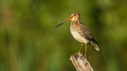 Common Snipe sit on the stump