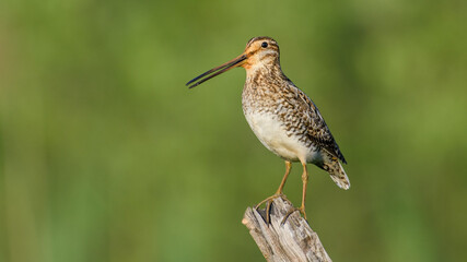 Common Snipe sit on the stump