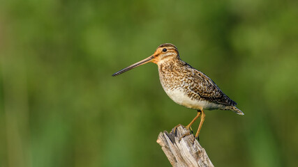 Common Snipe sit on the stump