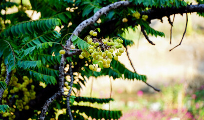 star gooseberry fruit on the branches of the gooseberry tree,Summer fruits with high vitamin C, sour taste and refreshing feeling.