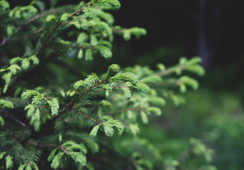 green branches of a fir-tree close up