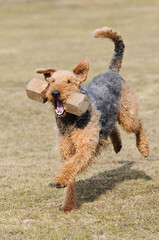 Airdale Terrier dog runs across meadow 