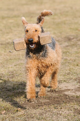 Airdale Terrier dog runs across meadow 