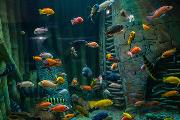 An aquarium, interesting sea inhabitants, fish behind glass. Undersea world