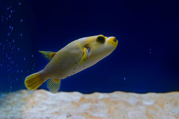 An aquarium, interesting sea inhabitants, fish behind glass. Undersea world