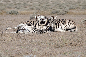 Obraz na płótnie Canvas Three zebra are flat out on the ground, sleeping