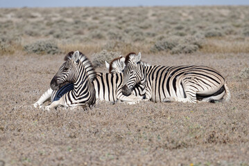 Fototapeta na wymiar Sleep time for three zebra, lying on the savanna