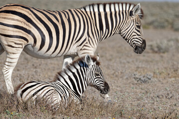 Fototapeta na wymiar A mother zebra stands while her foal lies down