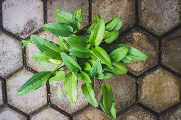 Obraz premium Drimiopsis maculata in the pot. Green leaves for decorative plants. 