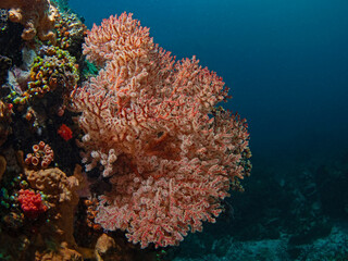 Soft Coral, Weiche Fächerkoralle (Siphonogorgia godeffroyi)