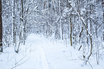 winter pine trees forest covered with snow. Beautiful winter panorama at snowfall