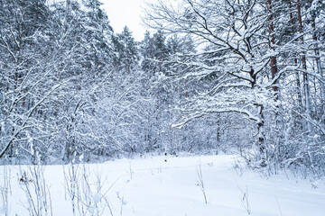 winter pine trees forest covered with snow. Beautiful winter panorama at snowfall