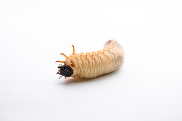 カブトムシの幼虫を白背景で写真撮影