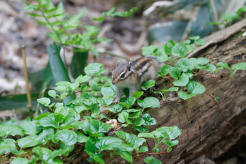 シマリス Chipmunk