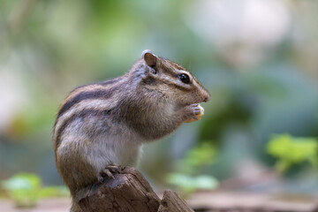 シマリス Chipmunk