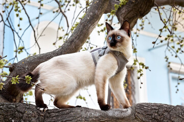 Mekong Bobtail cat on a tree at early spring