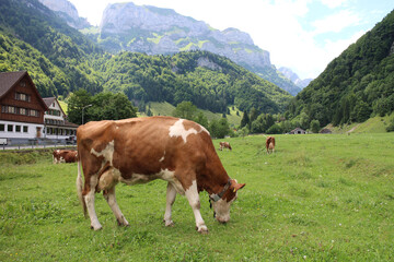 Fototapeta na wymiar Cows in the Alps
