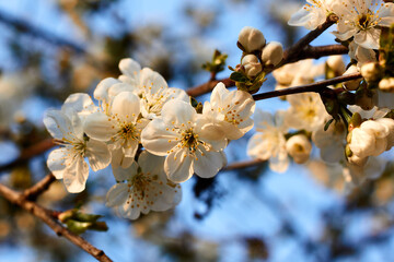 Twigs of cherry blossoms against a blue sky background at sunset