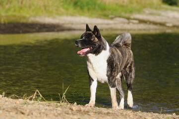 American Akita dog