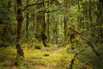 Moss covered lush green beech forest, South Island, New Zealand
